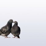 Couple-Pigeons-150x150 Les Symboles de la Saint Valentin et de l'Amour